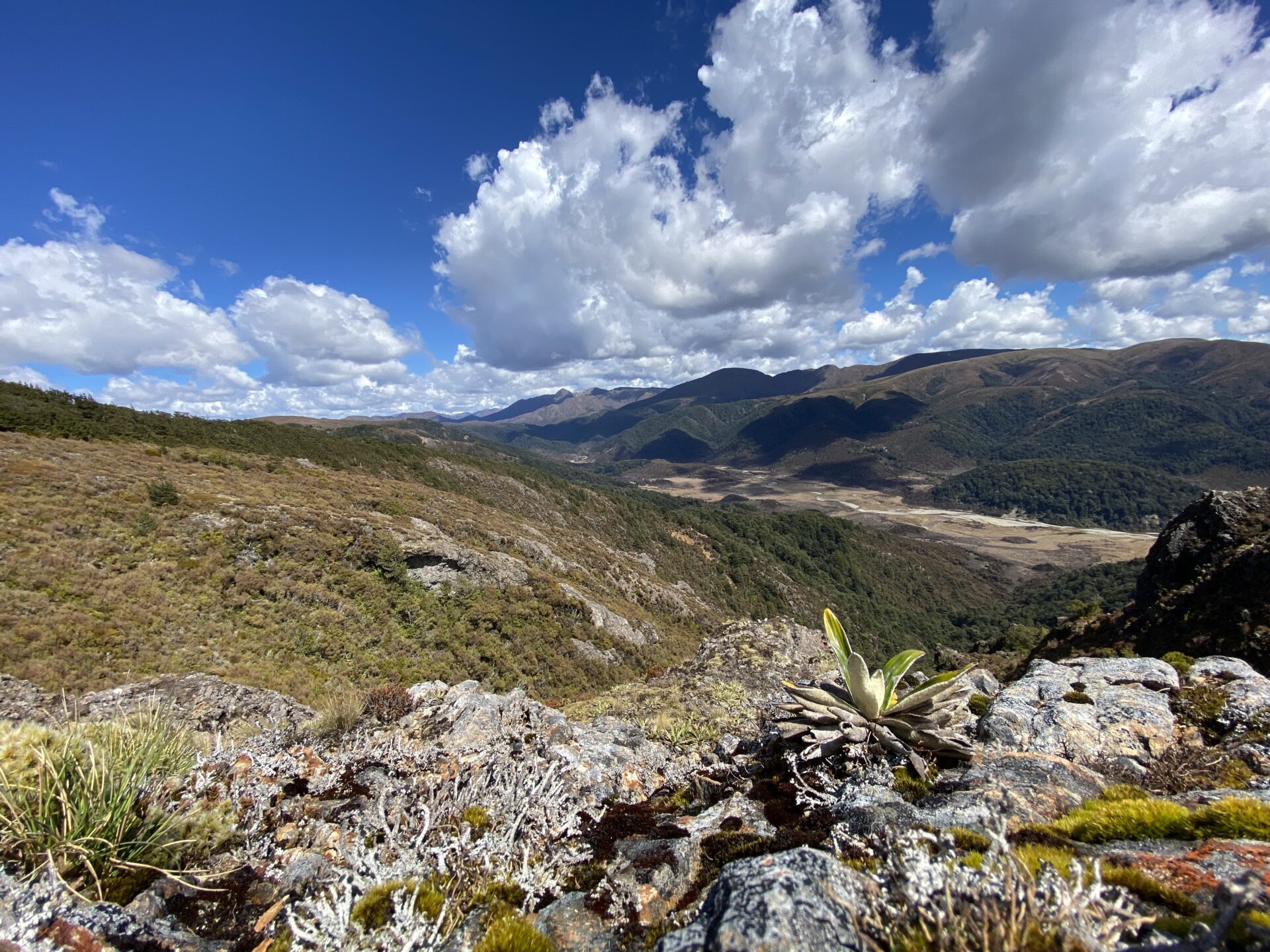 Alpine View of New Zealand Bush