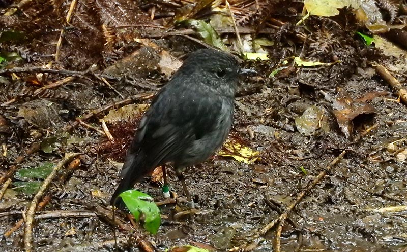 native bird in NZ bush